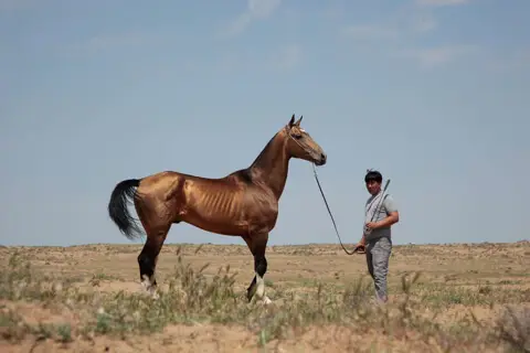 akhal-teke-dore-blanc-noir-prix-caractere-taille