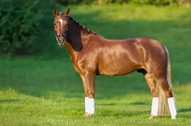 american-quarter-horse-taille-poids-prix-caractere-robe