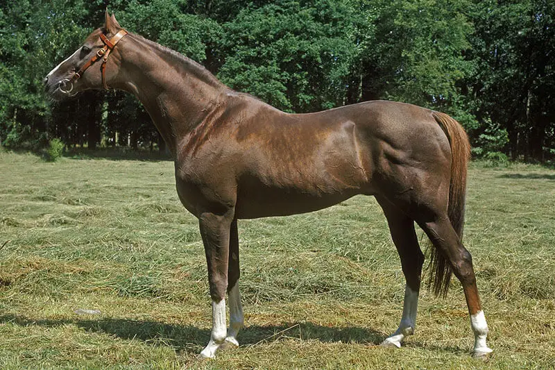 anglo-arabe-origine-taille-poids-prix