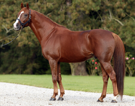 anglo-arabe-prix-caractere-course