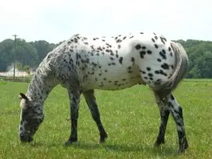 appaloosa-prix-origine-taille-poids-caractere