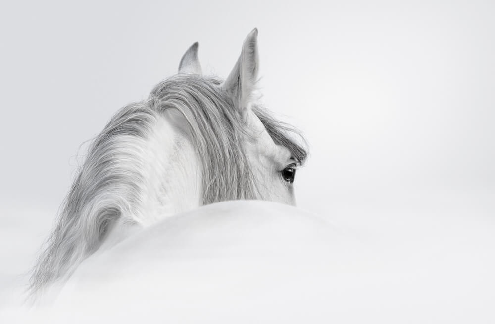 cheval-andalou-taille-poids-prix-caractere