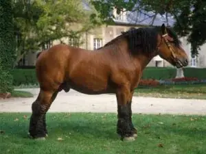 cheval-ardennais-origine-prix-taille-poids