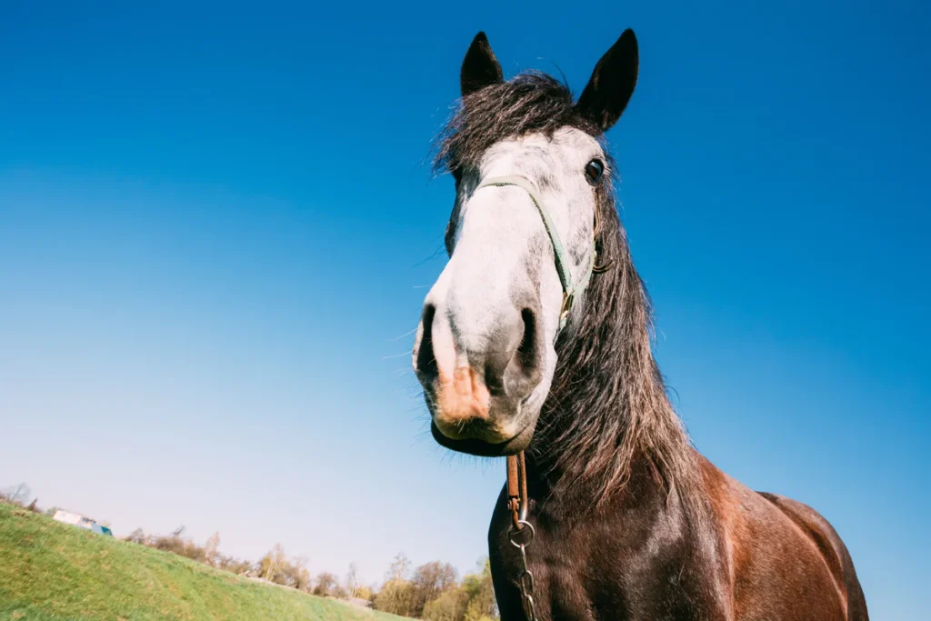 cheval-clydesdale-prix-taille-poids