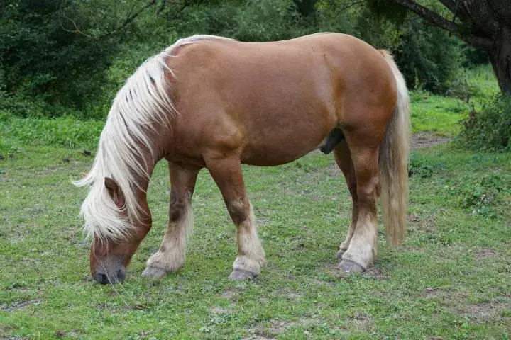 cheval-comtois-taille-poids-origine-prix-caractere