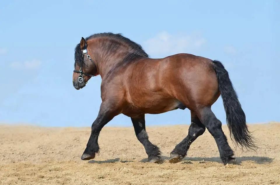 cheval-de-trait-poids-taille-prix-caractere