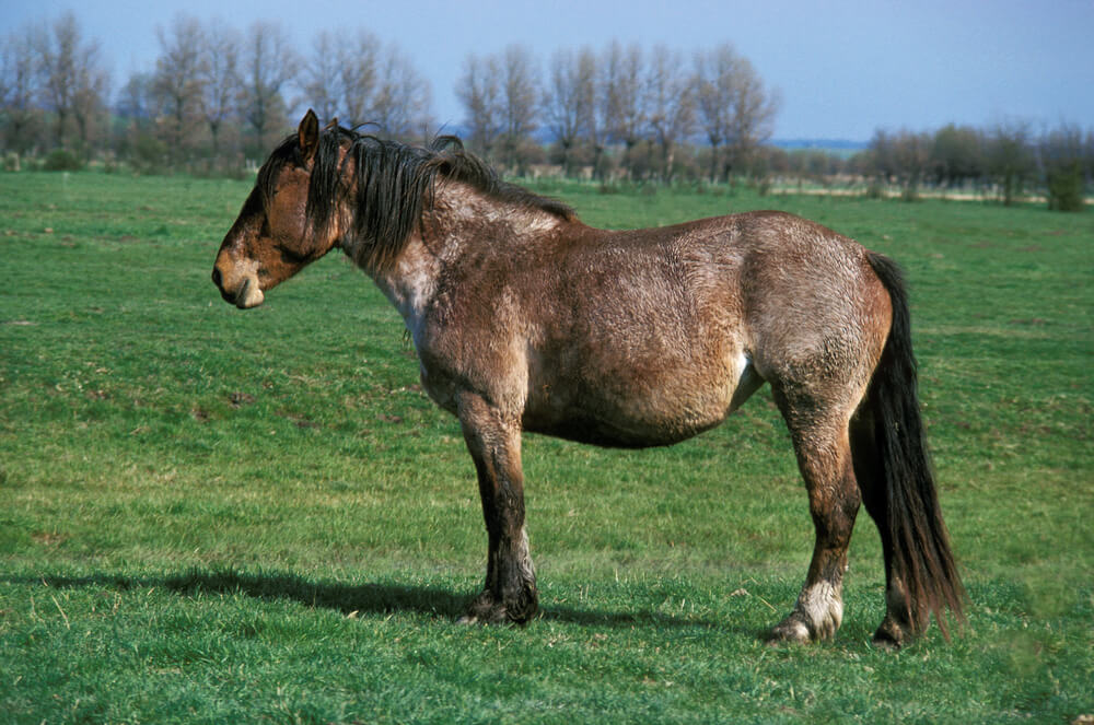 cheval-de-trait-prix-poids-taille-caractere
