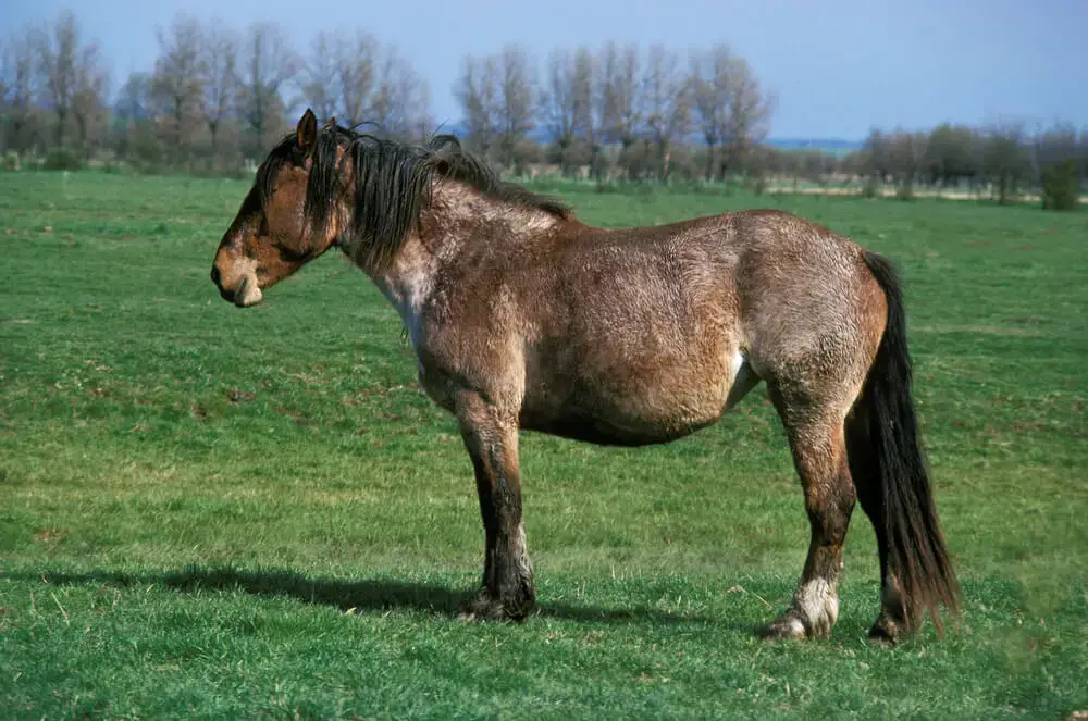 cheval-de-trait-prix-poids-taille-caractere