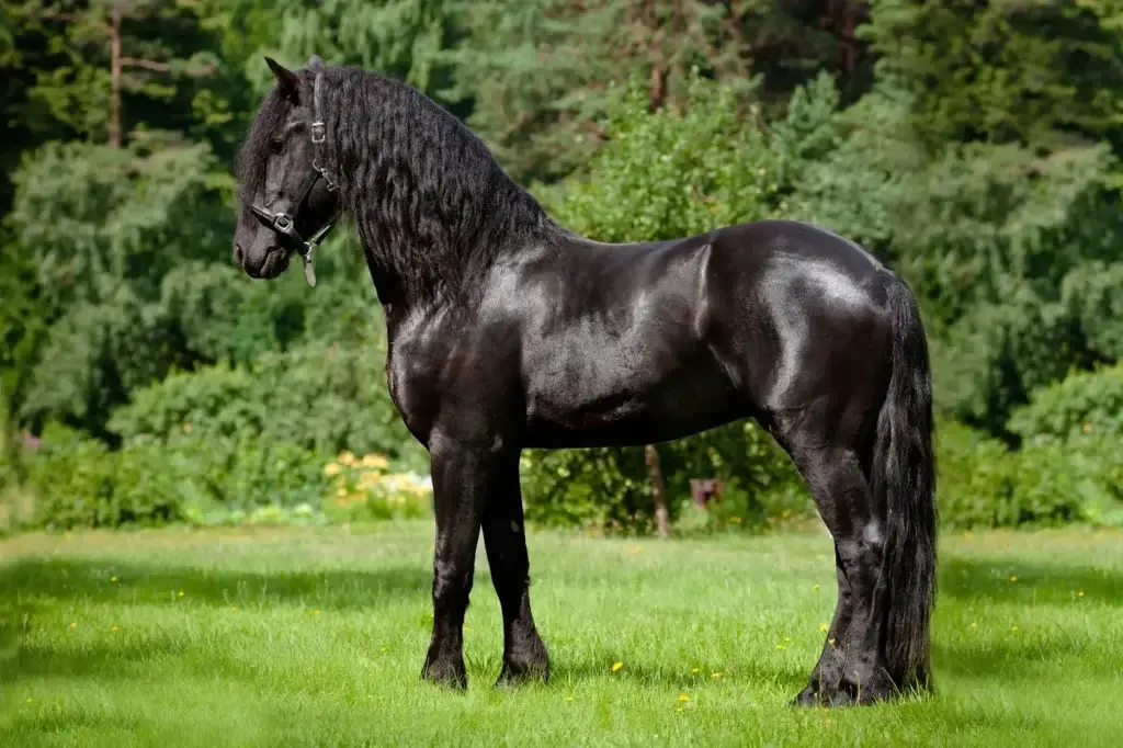 cheval-frison-origine-prix-taille-poids