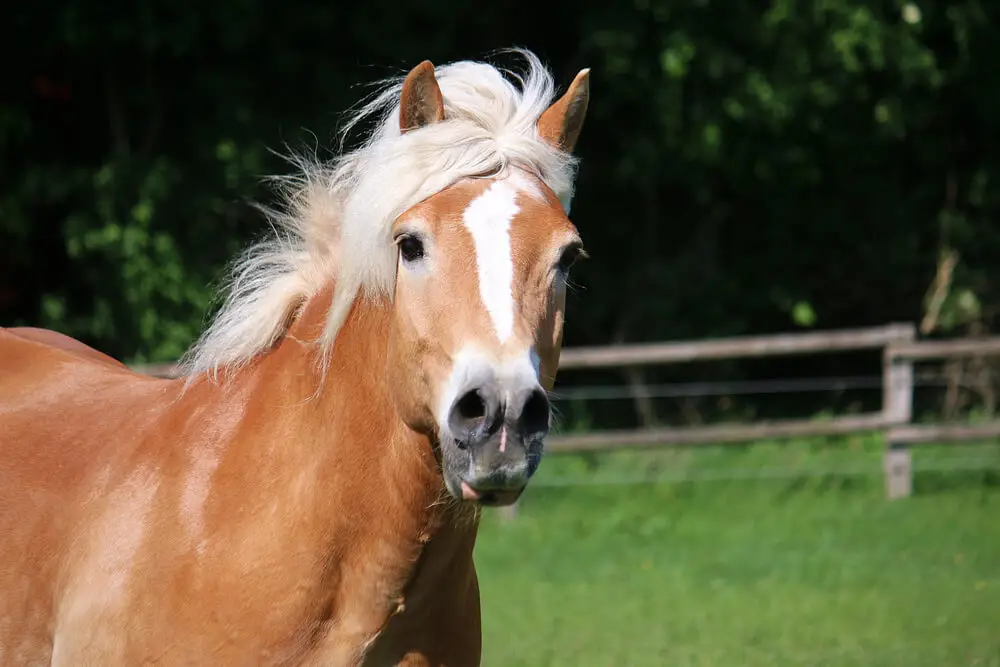 cheval-haflinger-prix-taille-robe