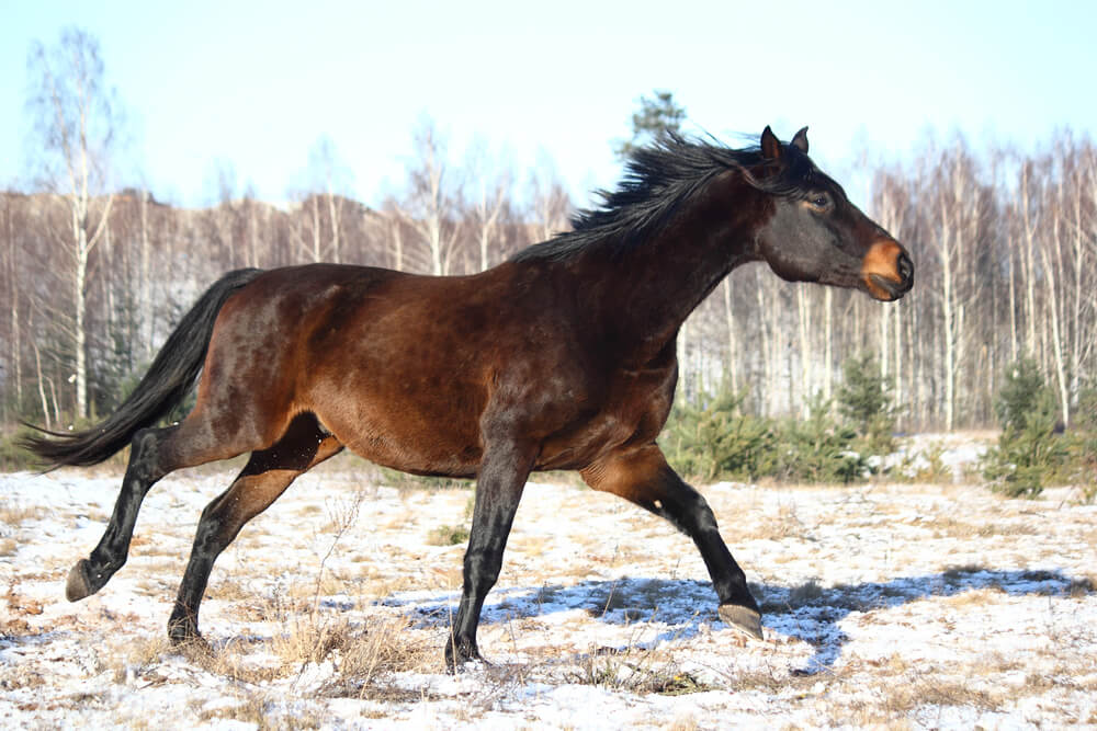 cheval-holsteiner-taille-poids-robe-prix-caractere