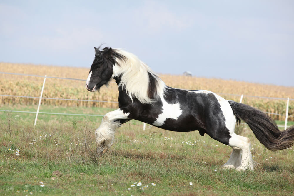 cheval-irish-cob-poids-prix-taille-caractere