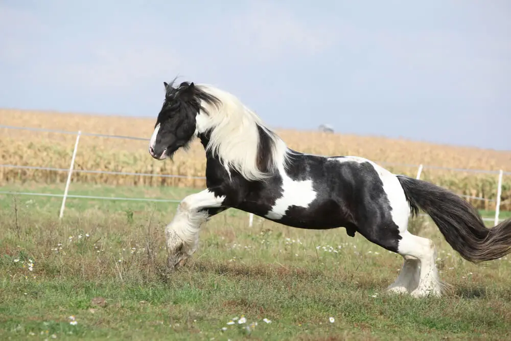 cheval-irish-cob-poids-prix-taille-caractere