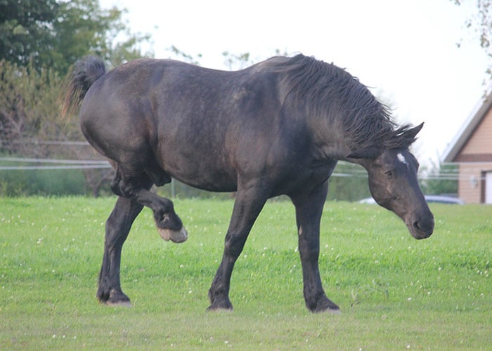 cheval-percheron-noir-taille-poids-robe-alezan