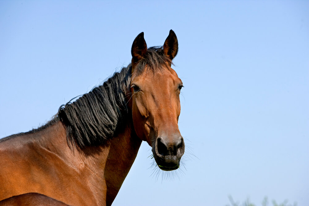 cheval-trotteur-francais-taille-poids-prix-caractere