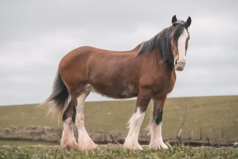 clydesdale-origine-prix-poids-taille-caractere-robe