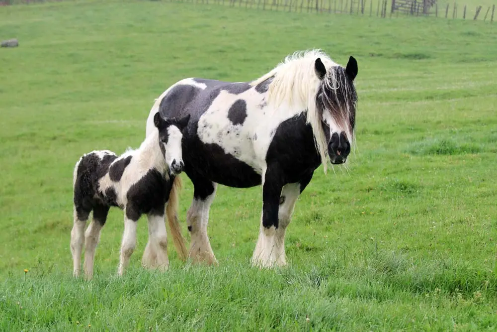 cob-gypsy-origine-prix-poids-taille-cractere-robe