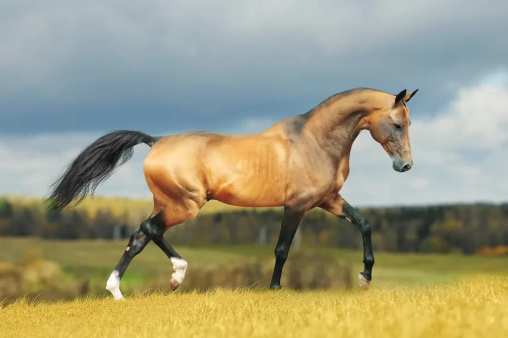 combien-coute-akhal-teke-cheval-prix-poids-taille-robe