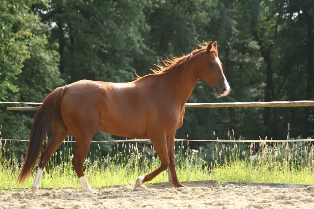 combien-coute-anglo-arabe-cheval-race