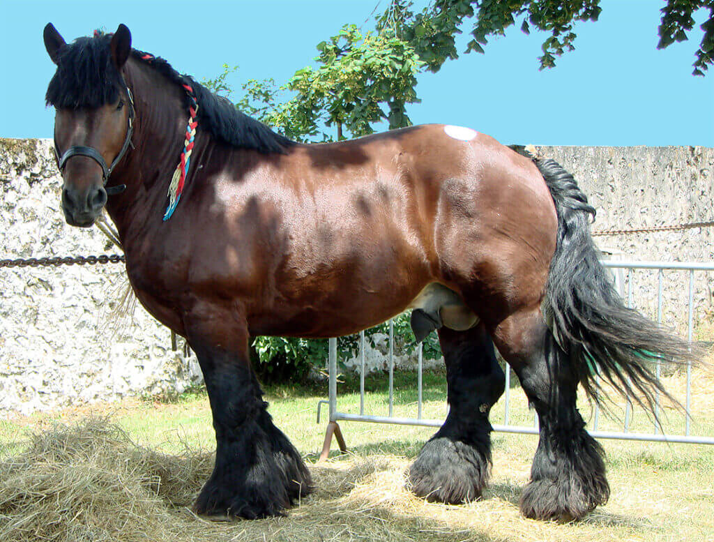 combien-coute-cheval-ardennais-prix