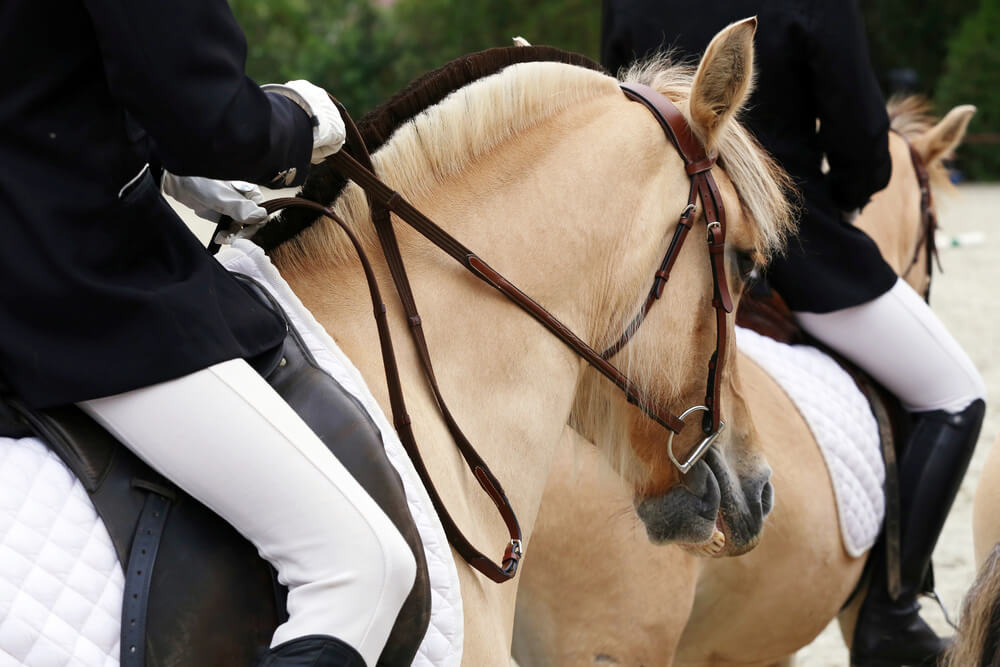 combien-coute-cheval-fjord