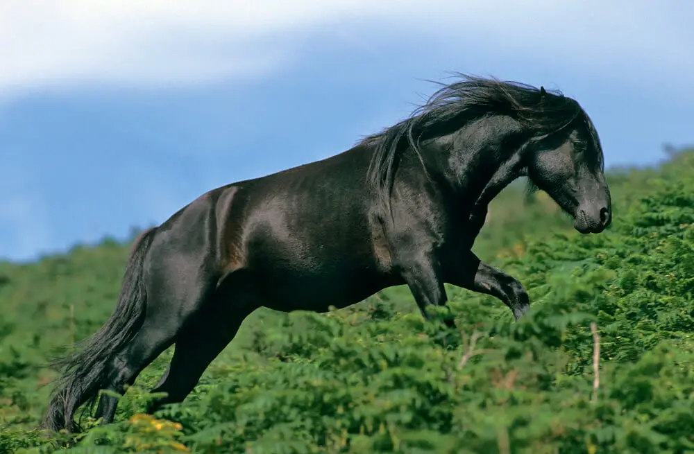 combien-coute-cheval-pottok-robe-cractere-prix