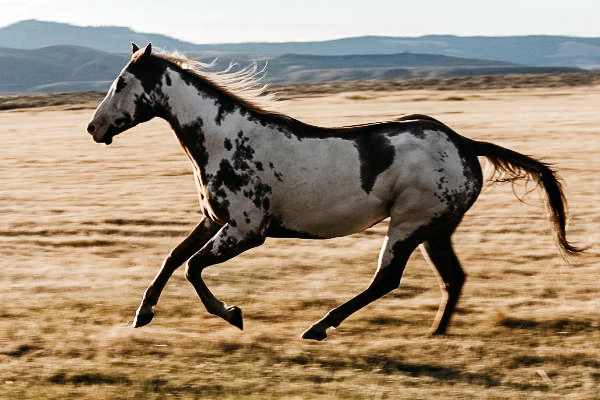combien-coute-cheval-quarter-horse-prix