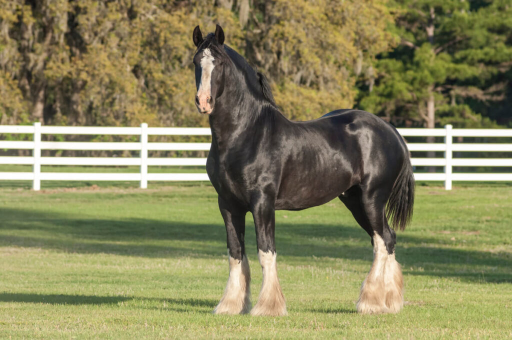 combien-coute-cheval-shire-prix