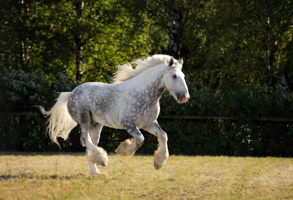 combien-coute-cheval-trait-percheron