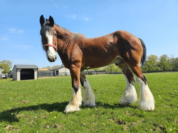 combien-coute-clydesdale-race-origine-robe