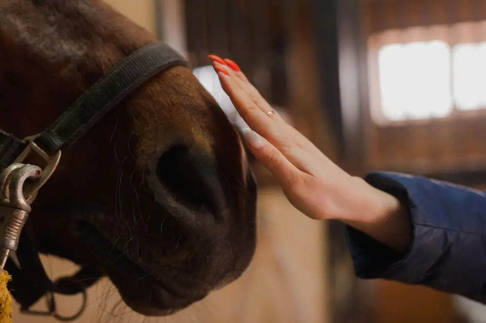 combien-coute-holsteiner-cheval