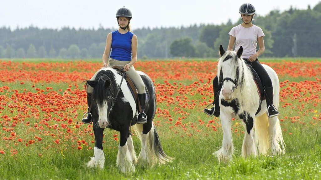 combien-coute-irish-cob-taille-poids-robe
