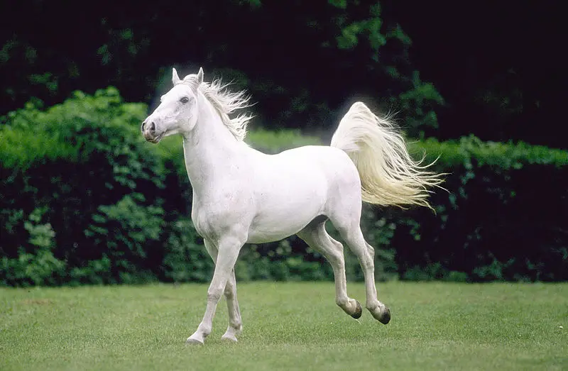 combien-coute-lipizzan-cheval-race
