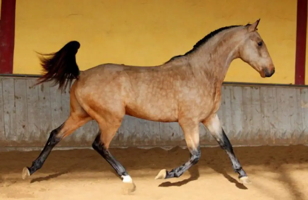 combien-coute-lusitanien-prix