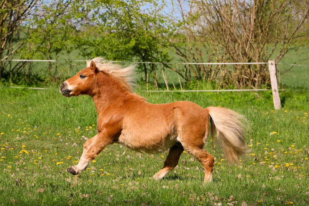 combien-coute-poney-shetland-mini-taille