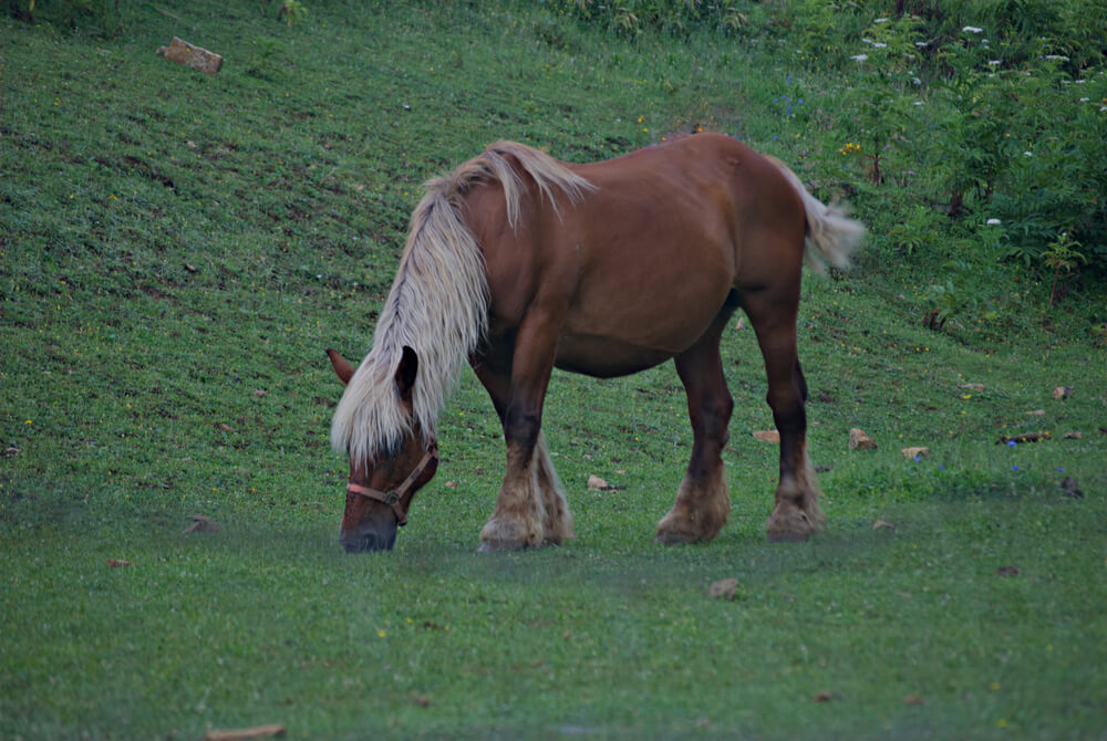combien-coute-un-cheval-comtois