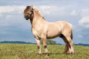 fjord-cheval-prix-taille-poids-caractere
