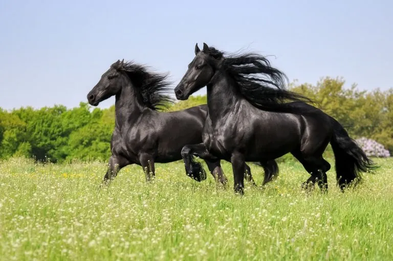 frison-vitesse-poids-taille-origine