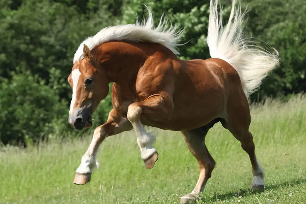haflinger-taille-poids-prix-caractere-origine