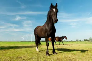 hanovrien-prix-taille-poids-caractere-robe