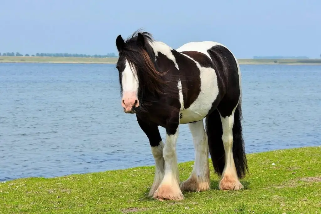 irish-cob-poids-taille-origine-caractere-prix