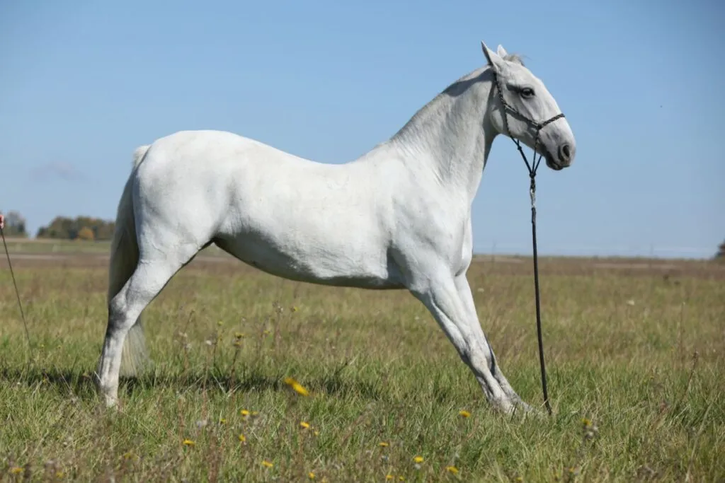 lipizzan-origine-prix-caractere-robe