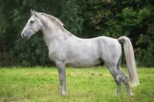 lipizzan-origine-taille-poids-prix-robe