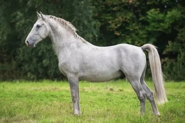 lipizzan-origine-taille-poids-prix-robe