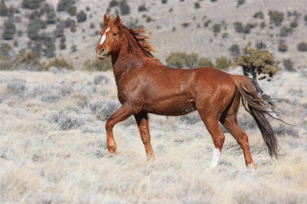 mustang-cheval-prix-caractere-vitesse-taille-origine
