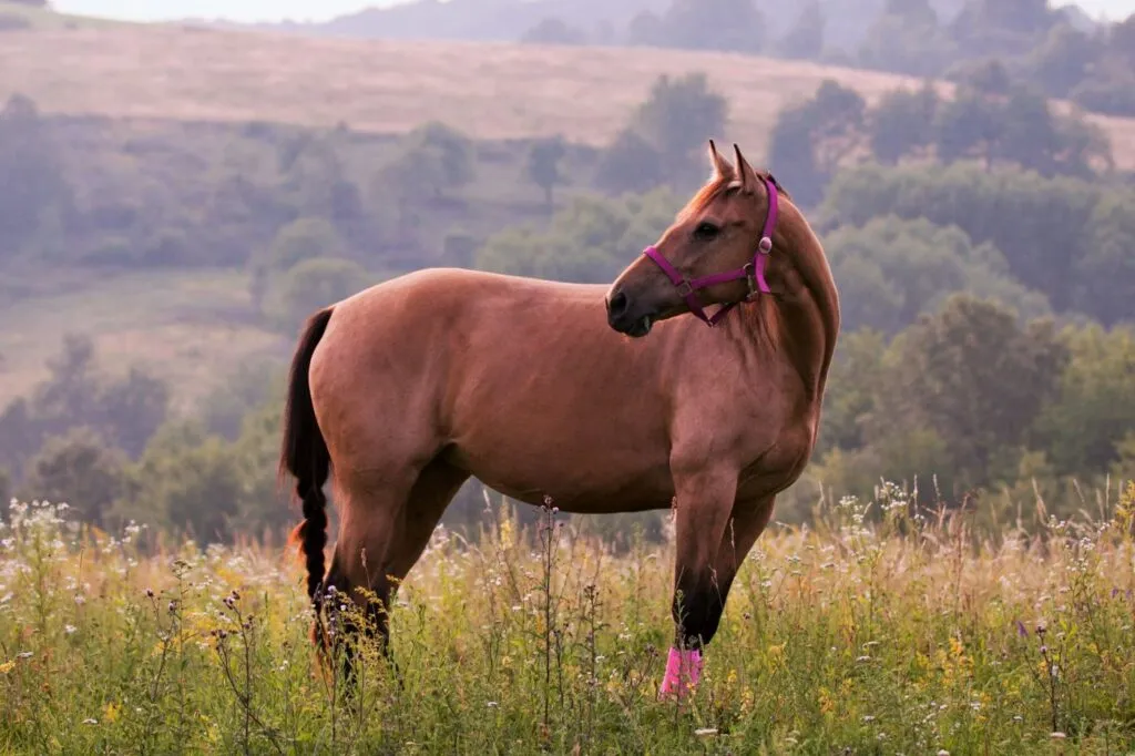 origine-quarter-horse-prix-taille-caractere