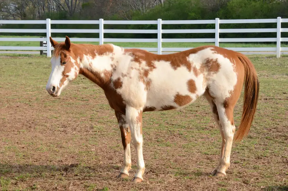 paint-horse-prix-taille-poids-caractere