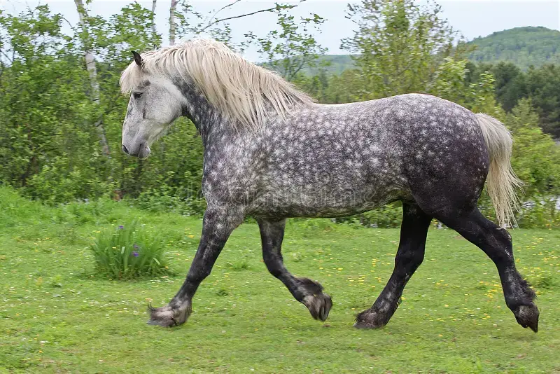 percheron-prix-taille-poids-caractere-origine