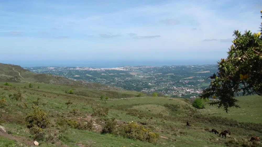 pottok-race-cheval-origine