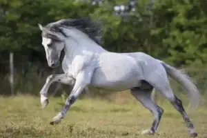 pure-race-espagnole-prix-poids-taille-caractere-origine